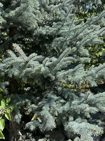 молочай цветы: Ель голубая (Picea pungens ‘Glauca’) — зрелые ландшафтные деревья — 3