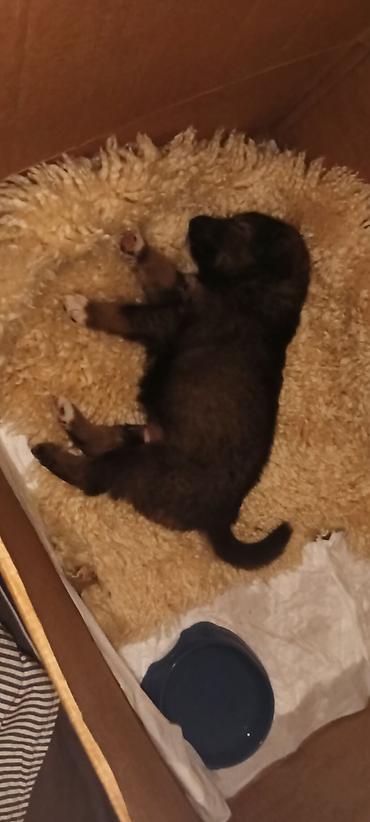 Отдам даром собаку: Собака даром: 1 месяц, Самец — 7