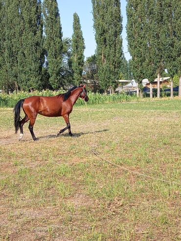 самые экзотические животные: Бээ сатылат