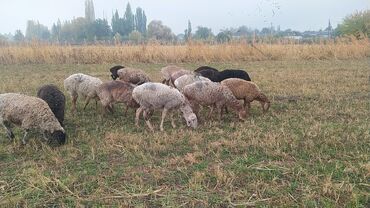 где купить барана: Продаю | Овца (самка), Баран (самец) | Полукровка | На забой, Для разведения | Матка