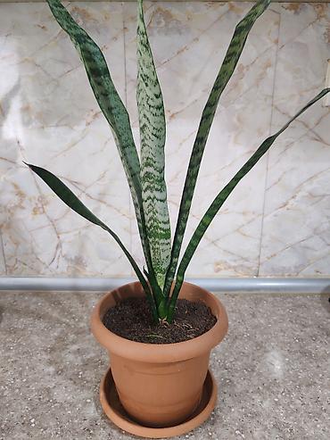 Otaq bitkiləri: Sansevieria gülü satılır - Bitki: Sansevieria trifasciata — 2