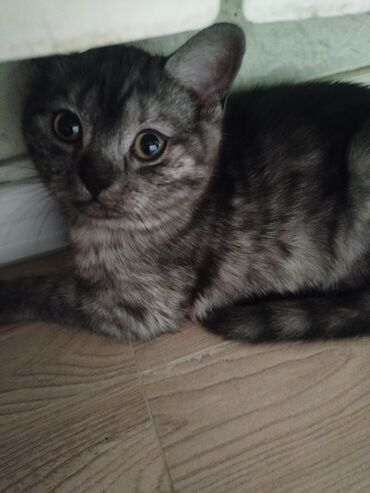 Pişiklər: Britan — 4