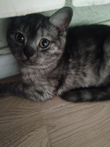 Pişiklər: Gümüş rəngli balaca pişiklər – zərif və mehriban ev heyvanları - Növ — 2