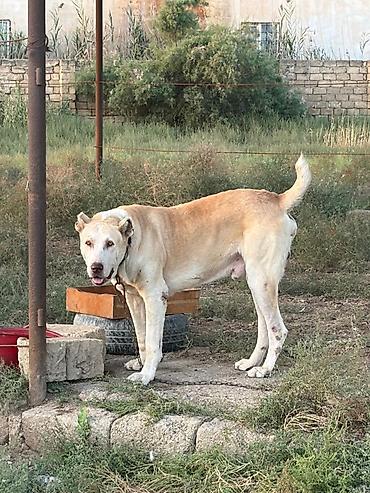 sirin itlerin satisi: Qurdbasar, 2 il, Erkək, Peyvəndli, Rayonlara çatdırılma — 1