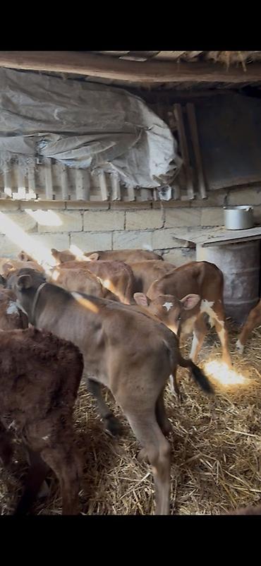 Dana, buzov: Satışda: dana balaları - Növ: yerli cins ətlik/südlük istiqamətə — 33