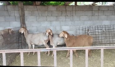 Бараны, овцы: Продаю | Ягненок | Арашан | Для разведения | Племенные, Ярка
