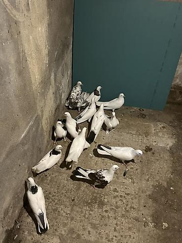 spiç: Salam hamsi secme heyvanlardi 21 denedi — 3