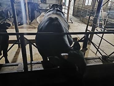 продам кента: Продаю | Бык (самец) | Ангус | На откорм | Привязанные — 4