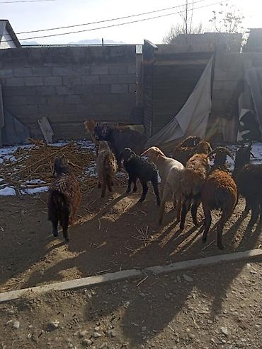 Баран, овца: Продаю | Ягненок | Для разведения — 11
