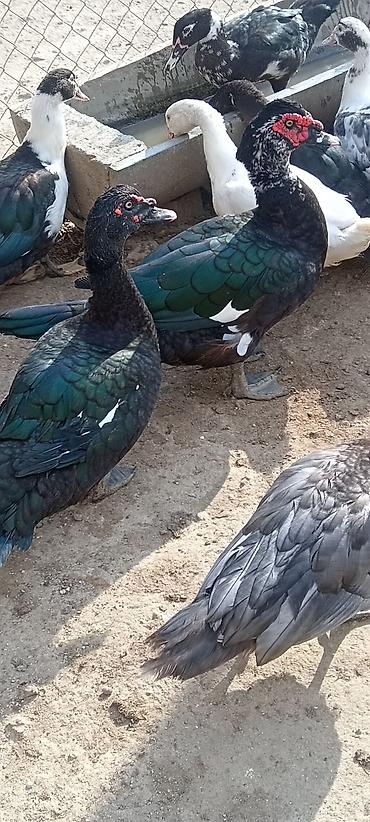 quş: Lal cins ördeylerdi her qiymete var 20 başlayır 60 qeder — 5