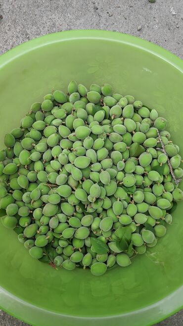продаю семена люцерны: Абрикосы