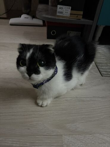 отдам кошку в добрые руки: Кошка даром: Экзотическая, 4 месяца, Девочка, Метис