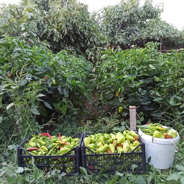 Peyin: Toz halinda mal peyini - kisesi 2,80 q. ( boyuk kepek kisesinde) — 5