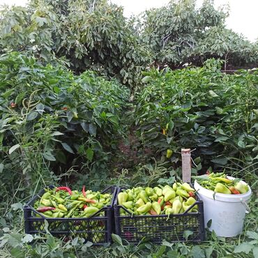 Peyin: Toz halinda mal peyini - kisesi 2,60 q. ( boyuk kepek kisesinde) — 7