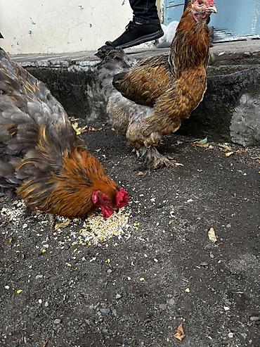 heyratı fərə: Toyuq, Brama, Damazlıq — 2