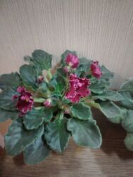 бугенвиллия фото: Сенполии (узамбарские фиалки) с бордовыми махровыми цветками. -