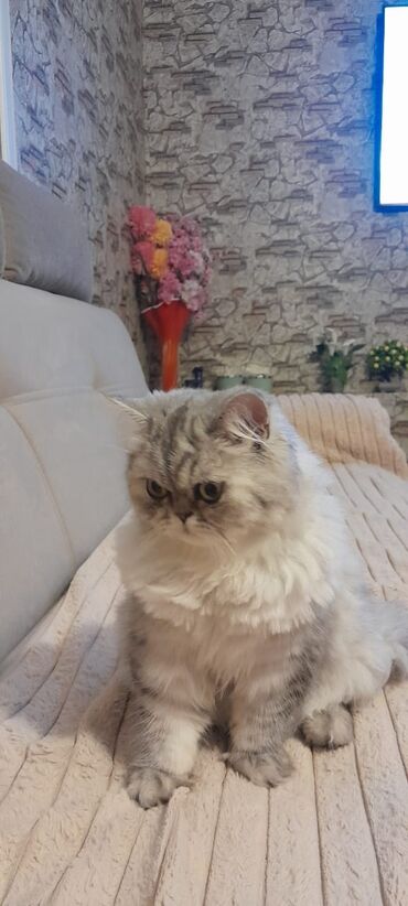 pişik yuvası: Fars