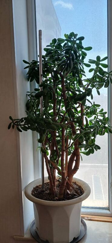 Otaq bitkiləri: Денежный Подарок на НОВЫЙ ГОД. Эксклюзив. Денежное дерево-Pul Ağaci В — 10