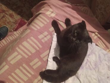 британский вислоухий кот: Кошка черная вислоухая девочка примерно пол года котёнок черная