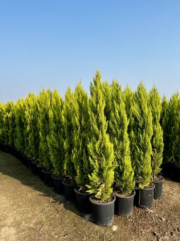 Tinglər: Məhsul: İynəyarpaqlı dekorativ ağac və xurma tingləri - Thuja/Kiparis — 1