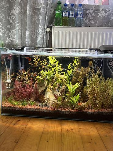 quppi baliqlari: Dördbucaq akvarium, Balıqlarla birlikdə, 120 l, Pulsuz çatdırılma — 2