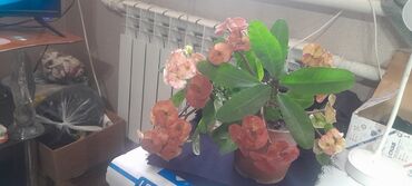 орхидеи в горшке купить с доставкой: Малочай не прихотливый, красивый с розовыми цветами. эухарис