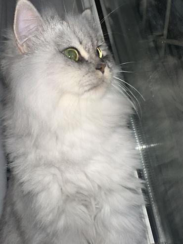 maine coon azerbaycan: Şinşilla — 3