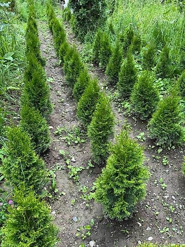 Декор и интерьер: 🌿 Жашыл көрктүү көчөттөр сатылат! 🌿 ✅ Туя Смарагд – бийиктиги 80 — 2