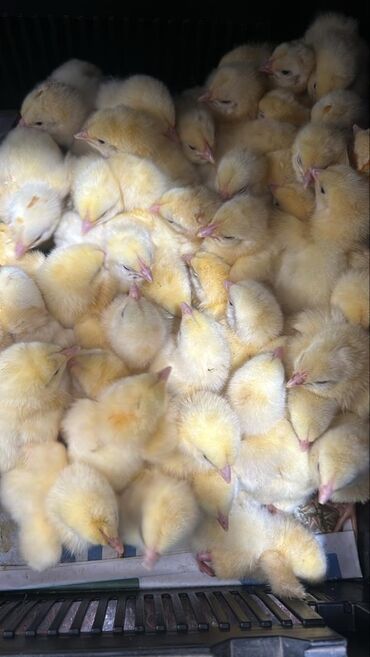 птицы и голуби: Принимаю заказы яицы инкубационые Адлерская серебристая порода
