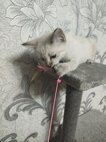 кошка белый: Котёнок с голубыми глазами - Возраст: примерно 1,5–2 месяца (по фото — 3