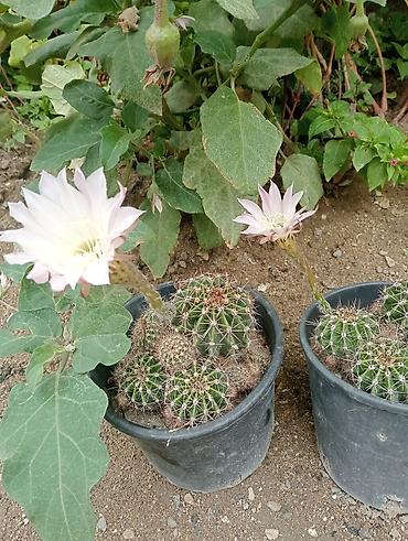 heyet gulleri ve adlari: Çiçəkli kaktus – Echinopsis (saksıda) - Növ: Echinopsis (lobivioid — 2