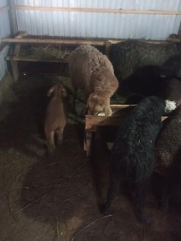 Баран, овца: Продаю | Ягненок, Баран (самец) | Для разведения | Матка — 8