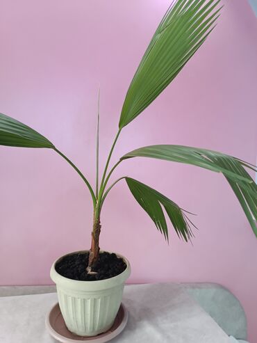пальм: Пальма веерная из Турции. Высота 70 см. В активном росте. Хотите дома