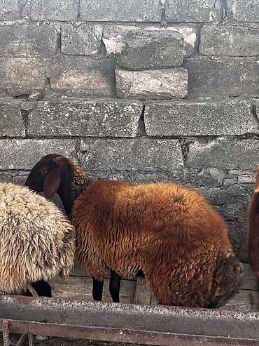 yulaf satisi: Quzu, Dişi, Qala, ay: 1, Damazlıq — 1
