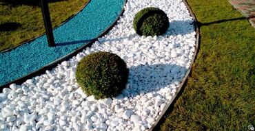 Декоративные деревья: Саженцы деревьев: Платная доставка — 6