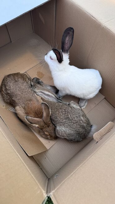 маленькие кролики: Продаём кроликов 3х месячные. Три штучки по 600 сомов отдадим