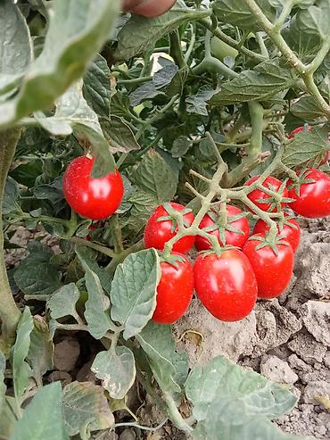 кунай минато: Помидоры Оптом, В розницу — 2