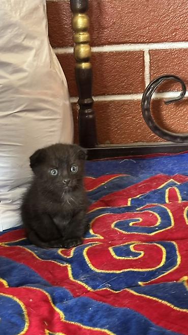 кошки маин кун: Котята от домашней кошки вислоухие все На выбор окрасы: - черный — 1