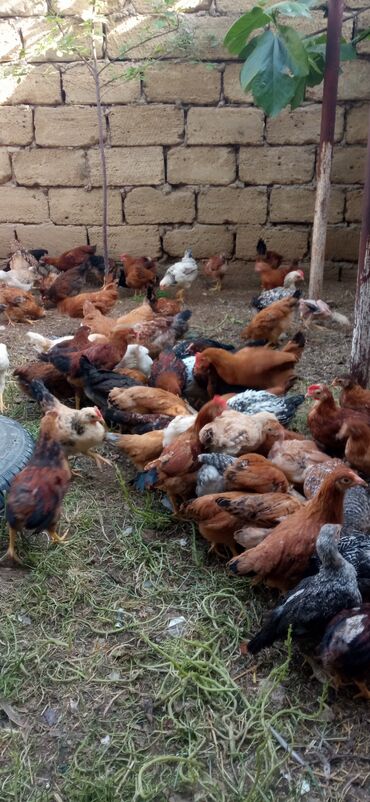 cücə adı: 2,5 aylıq kənd cücələri,təbii yemlə qidalanib
