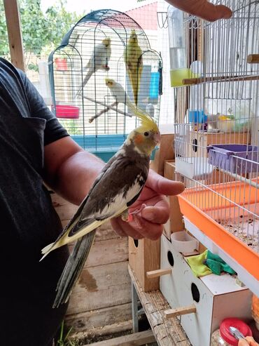 Bio-tualetlər və doldurucular: Korella tek tek erkey dişi Cüt Valnist qəfəs Valnist 15 Azn balasi