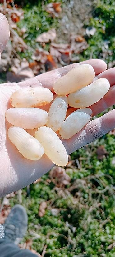 Meyvə və giləmeyvə: Məhsul: Qırmızı/çəhrayı süfrə üzümü (salxım) - Böyük, sıx salxımlar; — 3