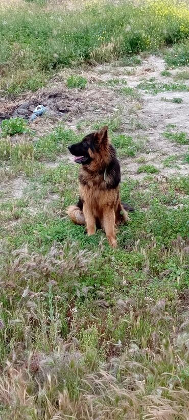 bit dərmanı: Alman çoban iti, 11 ay, Erkek, Peyvəndli, Ödənişli çatdırılma, Ünvandan götürmə