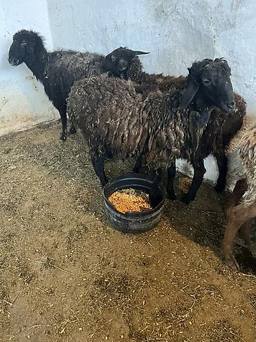 Баран, овца: Продаю | Овца (самка) | Для шерсти | Ярка — 2