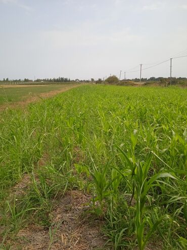 Torpaq sahələrinin satışı: 36 sot, Kənd təsərrüfatı, Kupça (Çıxarış) — 3