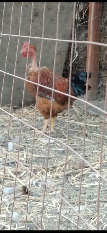 индюк алам: Продаю | Петух — 3