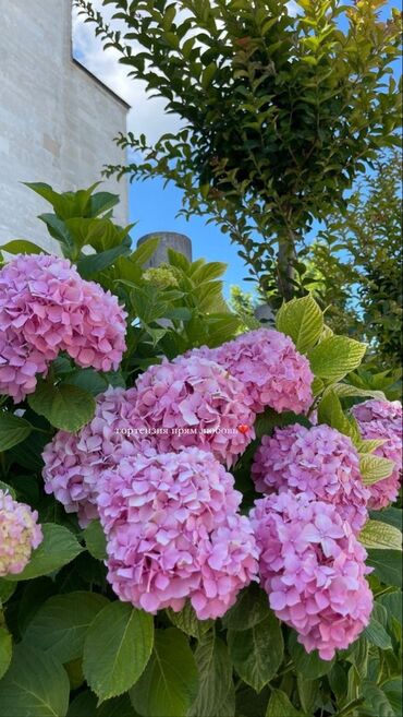 вьющиеся розы бишкек: Многолетние кустарники Гортензия Анабель:розовая белая голубая