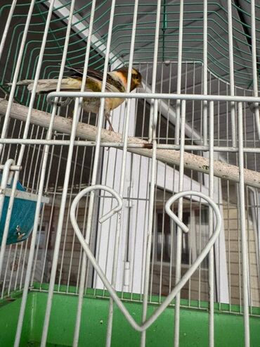 поющие попугаи: Продаю канарейкупоёт отлично 1 год вместе с клеткой и всеми