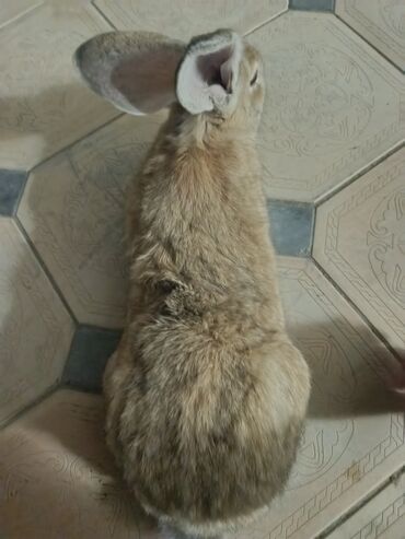 Декоративные кролики: Срочно продается оптом Кролика 4 самки 1 самец парода 3 самка фландр и — 16
