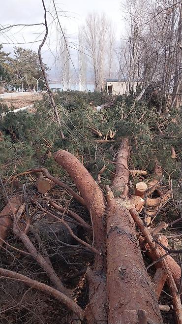 Отун: Услуги по распилу и валке деревьев любой сложности. - Спил деревьев — 2