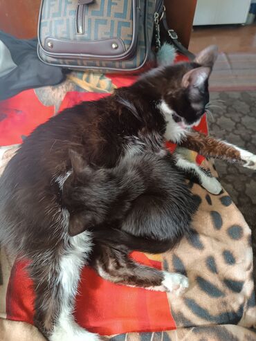 шотландский вислоухий кот рыжий: Отдам в добрые хорошие заботливые руки Кошку с котёнком, девочки